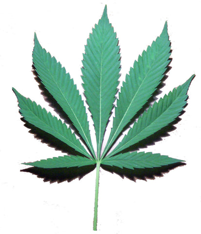 Organic Hemp Seed Oil