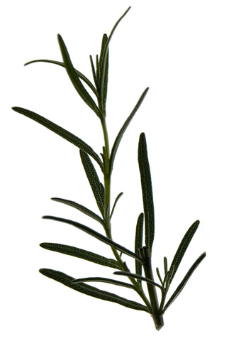 Rosemary Antioxidant (Organic)