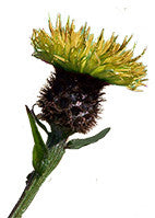 Organic Thistle Oil (High Linoleic)