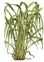 Citronella Essential Oil