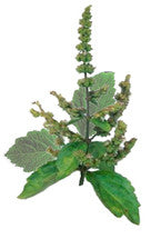 Patchouli Essential Oil