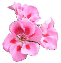 Rose Geranium Essential Oil