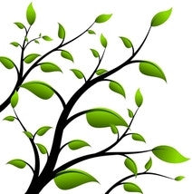 Organic Tea Tree Water
