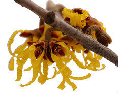Witch Hazel