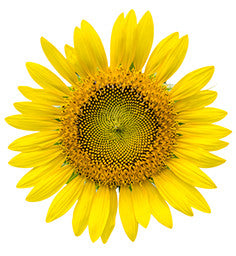 Organic Sunflower Oil