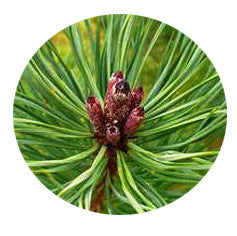 Palmarosa Essential Oil