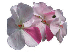 Geranium Essential Oil
