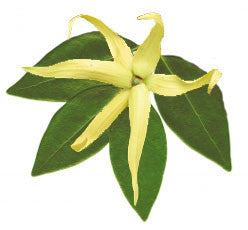 Ylang Ylang Essential Oil