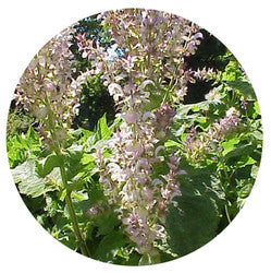 Clary Sage Essential Oil