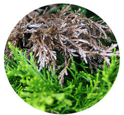 Cypress Essential Oil