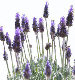 Lavender Essential Oil (English)