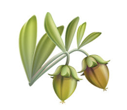 Golden Jojoba Oil