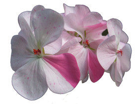 Organic Rose Geranium Water (Hydrolat)