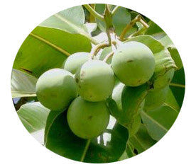 Organic, Unrefined Tamanu Oil
