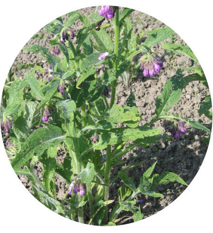 Comfrey Extract (Organic) - 250ml