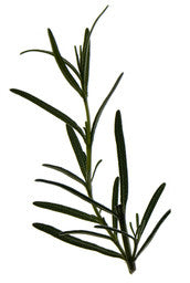 Rosemary Essential Oil