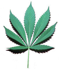 Hemp Seed Oil