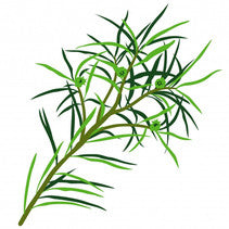 Tea Tree Essential Oil