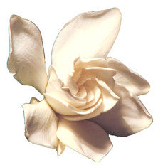 Jasmine 5% Dilution Essential Oil