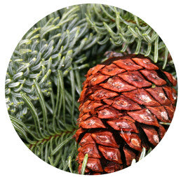 Pine Essential Oil