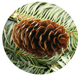 Cedarwood Atlas Essential Oil