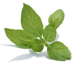 Basil Essential Oil (Methyl Eugenol-Free)