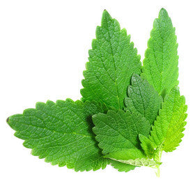 Organic Melissa (Lemon Balm) Water