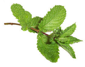 Peppermint Essential Oil