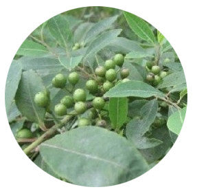Organic May Chang Essential Oil